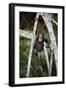 Infant Chimpanzee climbing in tree, Republic of Congo, Africa-Eric Baccega-Framed Photographic Print