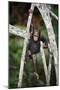 Infant Chimpanzee climbing in tree, Republic of Congo, Africa-Eric Baccega-Mounted Photographic Print