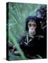 Infant Chimpanzee, Gombe National Park, Tanzania-Kristin Mosher-Stretched Canvas