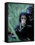 Infant Chimpanzee, Gombe National Park, Tanzania-Kristin Mosher-Framed Stretched Canvas