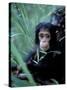 Infant Chimpanzee, Gombe National Park, Tanzania-Kristin Mosher-Stretched Canvas