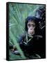 Infant Chimpanzee, Gombe National Park, Tanzania-Kristin Mosher-Framed Stretched Canvas