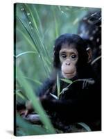 Infant Chimpanzee, Gombe National Park, Tanzania-Kristin Mosher-Stretched Canvas