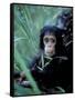 Infant Chimpanzee, Gombe National Park, Tanzania-Kristin Mosher-Framed Stretched Canvas