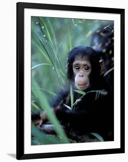 Infant Chimpanzee, Gombe National Park, Tanzania-Kristin Mosher-Framed Premium Photographic Print