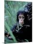 Infant Chimpanzee, Gombe National Park, Tanzania-Kristin Mosher-Mounted Premium Photographic Print