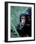 Infant Chimpanzee, Gombe National Park, Tanzania-Kristin Mosher-Framed Photographic Print