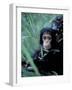 Infant Chimpanzee, Gombe National Park, Tanzania-Kristin Mosher-Framed Photographic Print