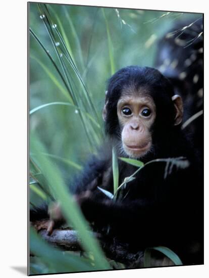 Infant Chimpanzee, Gombe National Park, Tanzania-Kristin Mosher-Mounted Photographic Print