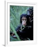 Infant Chimpanzee, Gombe National Park, Tanzania-Kristin Mosher-Framed Photographic Print