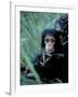 Infant Chimpanzee, Gombe National Park, Tanzania-Kristin Mosher-Framed Photographic Print