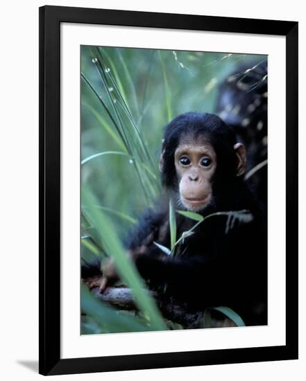 Infant Chimpanzee, Gombe National Park, Tanzania-Kristin Mosher-Framed Photographic Print