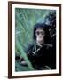 Infant Chimpanzee, Gombe National Park, Tanzania-Kristin Mosher-Framed Photographic Print