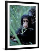 Infant Chimpanzee, Gombe National Park, Tanzania-Kristin Mosher-Framed Photographic Print