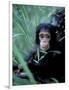 Infant Chimpanzee, Gombe National Park, Tanzania-Kristin Mosher-Framed Photographic Print