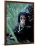 Infant Chimpanzee, Gombe National Park, Tanzania-Kristin Mosher-Framed Photographic Print