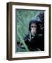 Infant Chimpanzee, Gombe National Park, Tanzania-Kristin Mosher-Framed Photographic Print