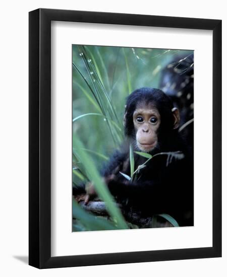 Infant Chimpanzee, Gombe National Park, Tanzania-Kristin Mosher-Framed Photographic Print