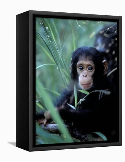 Infant Chimpanzee, Gombe National Park, Tanzania-Kristin Mosher-Framed Stretched Canvas