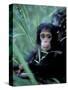 Infant Chimpanzee, Gombe National Park, Tanzania-Kristin Mosher-Stretched Canvas