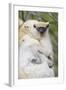 Infant Golden-Crowned Sifaka (Propithecus Tattersalli) On Its Mother'S Back-Nick Garbutt-Framed Photographic Print