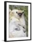 Infant Golden-Crowned Sifaka (Propithecus Tattersalli) On Its Mother'S Back-Nick Garbutt-Framed Photographic Print