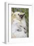 Infant Golden-Crowned Sifaka (Propithecus Tattersalli) On Its Mother'S Back-Nick Garbutt-Framed Photographic Print