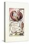 Infant Joy, 1789-William Blake-Stretched Canvas
