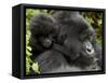 Infant Mountain Gorilla Clinging to Its Mother's Neck, Amahoro a Group, Rwanda, Africa-James Hager-Framed Stretched Canvas