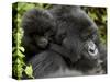 Infant Mountain Gorilla Clinging to Its Mother's Neck, Amahoro a Group, Rwanda, Africa-James Hager-Stretched Canvas