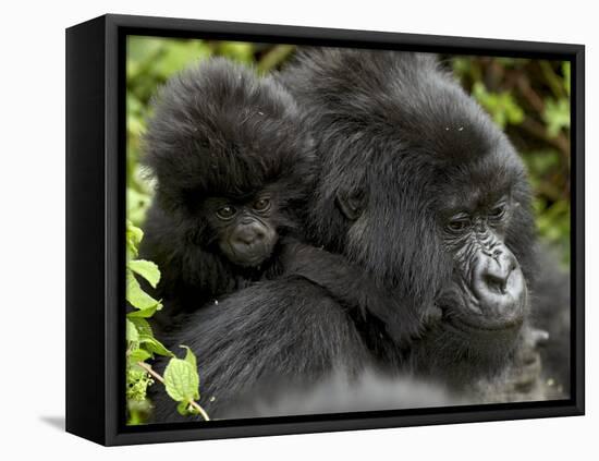 Infant Mountain Gorilla Clinging to Its Mother's Neck, Amahoro a Group, Rwanda, Africa-James Hager-Framed Stretched Canvas