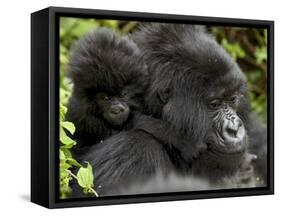 Infant Mountain Gorilla Clinging to Its Mother's Neck, Amahoro a Group, Rwanda, Africa-James Hager-Framed Stretched Canvas