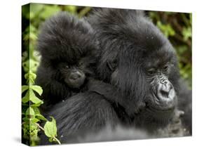 Infant Mountain Gorilla Clinging to Its Mother's Neck, Amahoro a Group, Rwanda, Africa-James Hager-Stretched Canvas