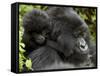Infant Mountain Gorilla Clinging to Its Mother's Neck, Amahoro a Group, Rwanda, Africa-James Hager-Framed Stretched Canvas