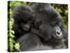 Infant Mountain Gorilla Clinging to Its Mother's Neck, Amahoro a Group, Rwanda, Africa-James Hager-Stretched Canvas