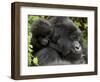 Infant Mountain Gorilla Clinging to Its Mother's Neck, Amahoro a Group, Rwanda, Africa-James Hager-Framed Photographic Print