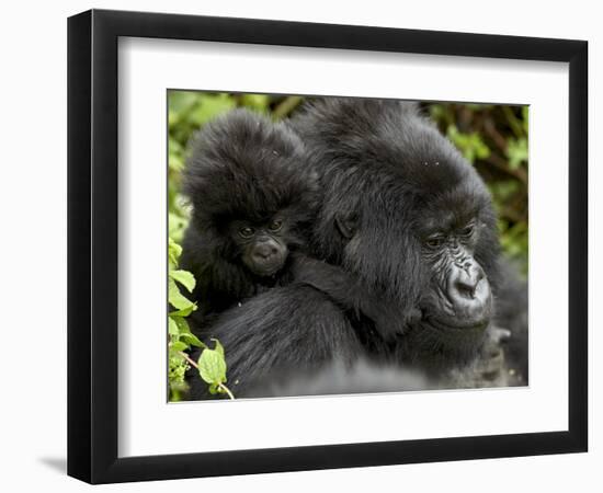 Infant Mountain Gorilla Clinging to Its Mother's Neck, Amahoro a Group, Rwanda, Africa-James Hager-Framed Photographic Print