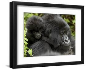 Infant Mountain Gorilla Clinging to Its Mother's Neck, Amahoro a Group, Rwanda, Africa-James Hager-Framed Photographic Print