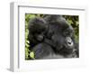 Infant Mountain Gorilla Clinging to Its Mother's Neck, Amahoro a Group, Rwanda, Africa-James Hager-Framed Photographic Print