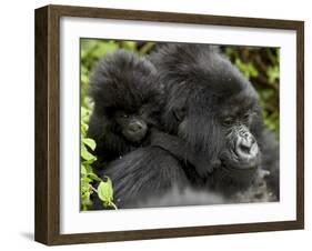 Infant Mountain Gorilla Clinging to Its Mother's Neck, Amahoro a Group, Rwanda, Africa-James Hager-Framed Photographic Print