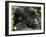 Infant Mountain Gorilla Clinging to Its Mother's Neck, Amahoro a Group, Rwanda, Africa-James Hager-Framed Photographic Print