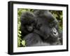 Infant Mountain Gorilla Clinging to Its Mother's Neck, Amahoro a Group, Rwanda, Africa-James Hager-Framed Photographic Print