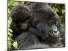 Infant Mountain Gorilla Clinging to Its Mother's Neck, Amahoro a Group, Rwanda, Africa-James Hager-Mounted Photographic Print