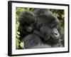 Infant Mountain Gorilla Clinging to Its Mother's Neck, Amahoro a Group, Rwanda, Africa-James Hager-Framed Photographic Print