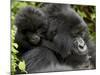 Infant Mountain Gorilla Clinging to Its Mother's Neck, Amahoro a Group, Rwanda, Africa-James Hager-Mounted Photographic Print