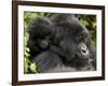 Infant Mountain Gorilla Clinging to Its Mother's Neck, Amahoro a Group, Rwanda, Africa-James Hager-Framed Photographic Print