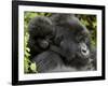 Infant Mountain Gorilla Clinging to Its Mother's Neck, Amahoro a Group, Rwanda, Africa-James Hager-Framed Photographic Print