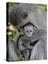 Infant Vervet Monkey (Chlorocebus Aethiops), Kruger National Park, South Africa, Africa-null-Stretched Canvas