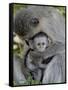 Infant Vervet Monkey (Chlorocebus Aethiops), Kruger National Park, South Africa, Africa-null-Framed Stretched Canvas