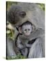 Infant Vervet Monkey (Chlorocebus Aethiops), Kruger National Park, South Africa, Africa-null-Stretched Canvas